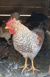 galletti legbar e cemani
