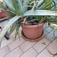 piante aloe vera