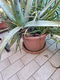 piante aloe vera