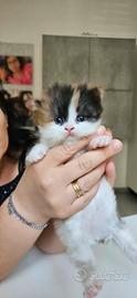 Cuccioli di Persiano
