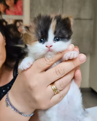 Cuccioli di Persiano