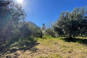 TER. AGRICOLO A ALTOFONTE