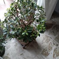 bonsai Ficus Retusa