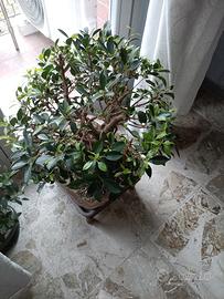 bonsai Ficus Retusa
