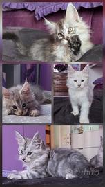 Cuccioli Maine Coon