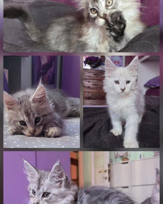 Cuccioli Maine Coon