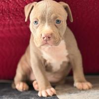 American pitbull terrier
