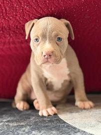 American pitbull terrier