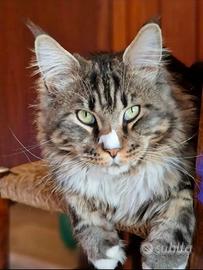 Maine Coon per accoppiamento