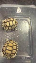 Tartaruga baby Sulcata
