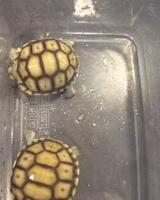 Tartaruga baby Sulcata