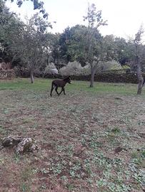 Cavallo