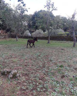 Cavallo