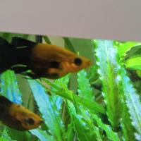Pesci Molly black Gold