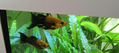 Pesci Molly black Gold