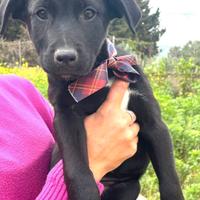 Cuccioli femmina taglia media