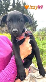 Cuccioli femmina taglia media