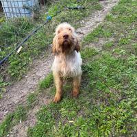 Spinone italiano