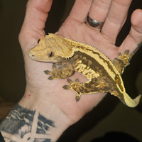 3 Gechi Ciliatus (2 maschi-1 femmina)