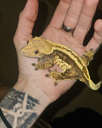 3 Gechi Ciliatus (2 maschi-1 femmina)