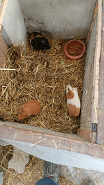 Cavie porcellini d'india