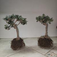 2 Ulivi prebonsai