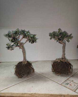 2 Ulivi prebonsai