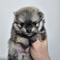 Femmina toy pomerania spitz tedeschi nano pedigree