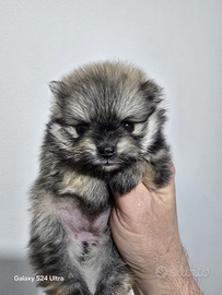 Femmina toy pomerania spitz tedeschi nano pedigree