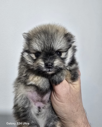 Femmina toy pomerania spitz tedeschi nano pedigree