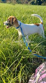 Jack russell terrier- femmina