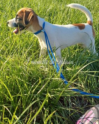 Jack russell terrier- femmina