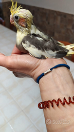 Calopsite allevate a mano