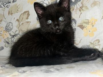 Cuccioli gatti