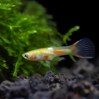 Endler blonde