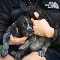 Cuccioli batuffoli due mesi