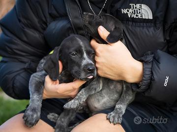Cuccioli batuffoli due mesi