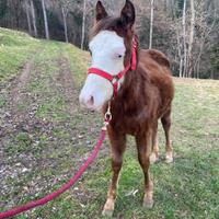 Puledro incrocio paint