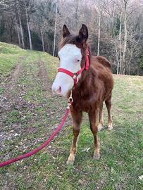 Puledro incrocio paint