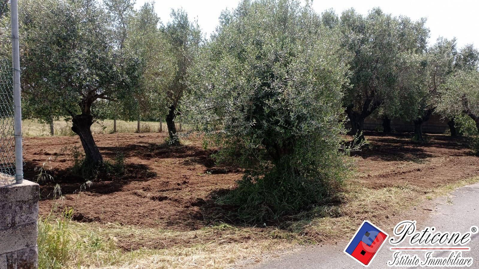 Terreno agricolo - Fondi - Vista 2