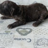 Barboncini cioccolato