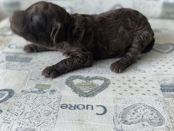 Barboncini cioccolato