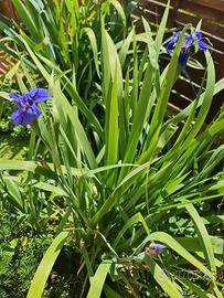 iris luisiana blu laghetto pond koi pond