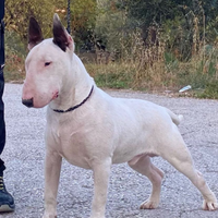 Disponibile per monta