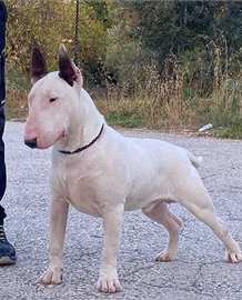 Disponibile per monta