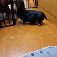 Cuccioli di bassotto a pelo corto