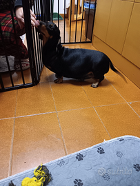 Cuccioli di bassotto a pelo corto