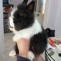 Conigli testa di leone