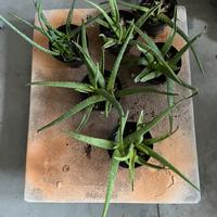 Piantine di alie vera