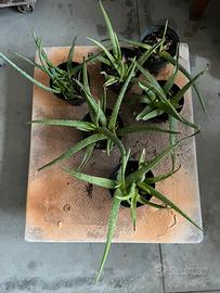 Piantine di alie vera